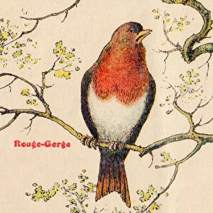 ALPHABET OF BIRDS for... A: Robin, circa 1925 (illustration)