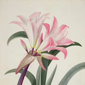Amaryllis Belladonna, 1761 (w / c, gouache & graphite on vellum)