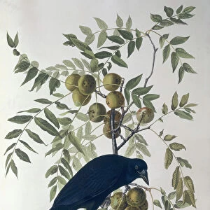 American Crow, from Birds of America (coloured engraving)
