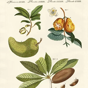 American fruits (coloured engraving)