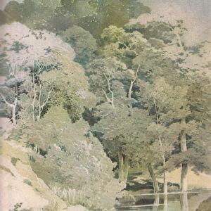 Ancient Beech in Windsor Forest, Nature in Britain published by Collins