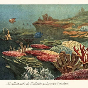 Ancient coral reefs on the ocean floor. 1908 (illustration)