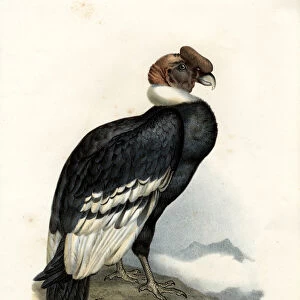 Andean Condor, 1864 (colour litho)