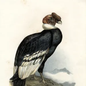 Andean Condor, 1864 (colour litho)