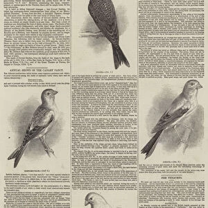 Annual Shows of the Canary Fancy (engraving)
