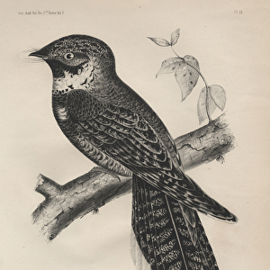 Antrostomus Serico-Caudatus, litho by J. T. Bowen, 1850 (litho)