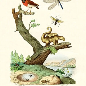 Ants, 1833-39 (coloured engraving)