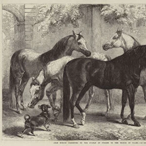 Arab Horses presented by the Sultan of Turkey to the Prince of Wales (engraving)
