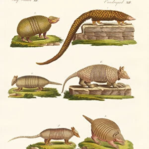 Armoured animals (coloured engraving)