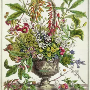Prints of : Botanical: Flowers Pre-19th Century