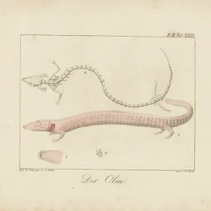 The Olm (Proteus anguinus) Hand-Coloured Lithograph Print The Olm (Proteus anguinus) Hand-Coloured Lithograph Print