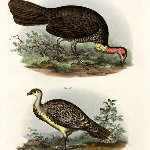 Megapodes Collection: Malleefowl