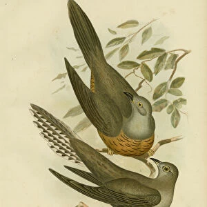 Cuckoos Collection: Pallid Cuckoo