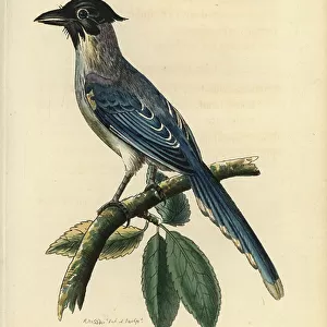 Azure Winged Magpie