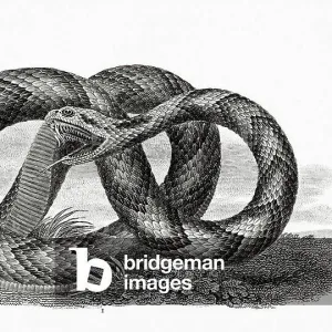 Snakes Mounted Art Print Collection: Canebrake