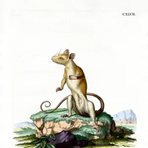 Didelphidae Collection: Bare-tailed Woolly Opossum