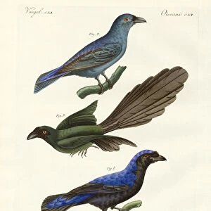 Passerines Collection: Fairy Bluebirds