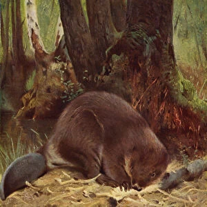 Beaver (colour litho)