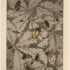 Beetles, plate 38 from Fantaisies decoratives, engraved by Gillot