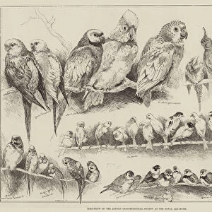 Bird-Show of the London Ornithological Society at the Royal Aquarium (engraving)