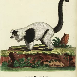 Lemuridae Pillow Collection: Black-and-white Ruffed Lemur