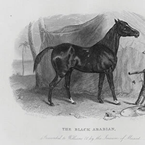The Black Arabian, presented to William IV by the Imaum of Muscat (engraving)