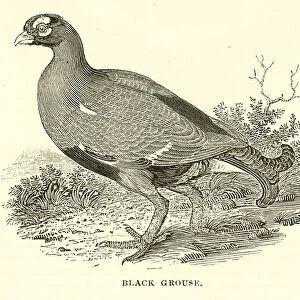 Black Grouse (engraving)