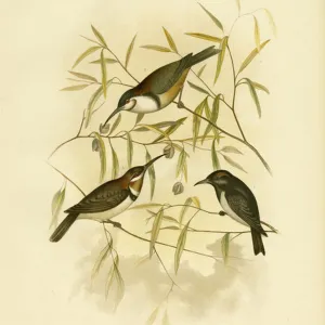 Honeyeaters Collection: Western Spinebill