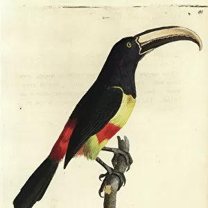 Toucans Collection: Black Necked Aracari