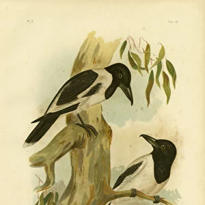 Butcherbirds Poster Print Collection: Black Butcherbird