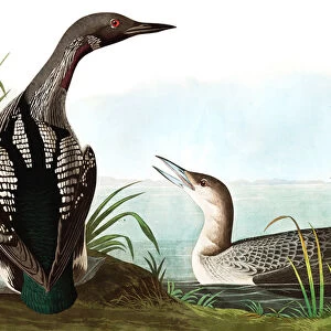 Black Throated Diver, Colymbus Arcticus, from "The Birds of America"by John J