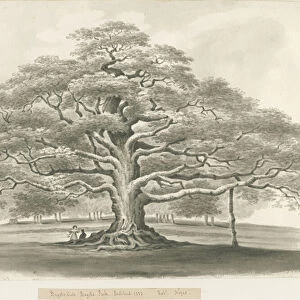 Blithfield - Bagots Oak : sepia sketch, 1833 (drawing)