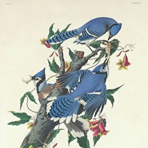 Blue Jay, 1831 (coloured engraving)