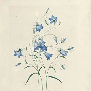 Bluebells, from Choix des Plus Belles Fleurs et des Plus Beaux Fruits