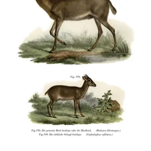Bovidae Gallery: Bohor Reedbuck