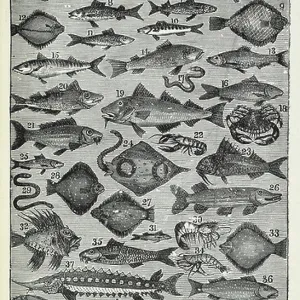 W Collection: Whitebait