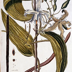 Botanical board of vanilla (vanilla offic) - 19th century