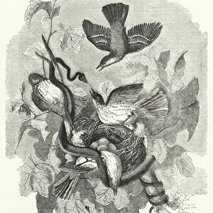 The Brave Birds (engraving)