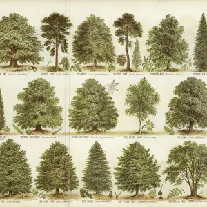 Our British Forest Trees (colour litho)