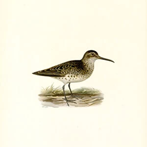 Sandpipers Photographic Print Collection: Broad Billed Sandpiper