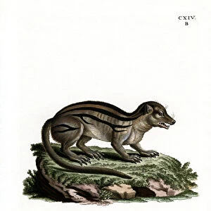 Broad-striped Malagasy Mongoose (coloured engraving)