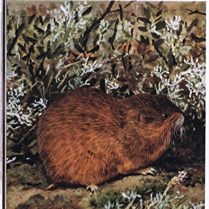 Cricetidae Collection: Brown Lemming
