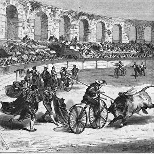 Bulls race in the Arena of Nimes in 1869. The toreadors mounted on velocipedes
