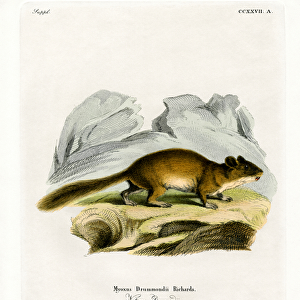 Cricetidae Collection: Bushy-tailed Woodrat
