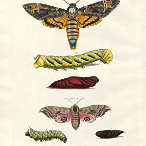 Butterflies -- twilight butterflies (coloured engraving)