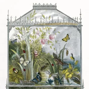 The Butterfly Vivarium