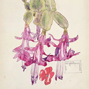 Cactus Flower (w / c on paper)
