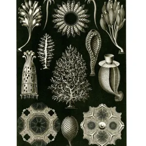 Sponges Framed Print Collection: Related Images