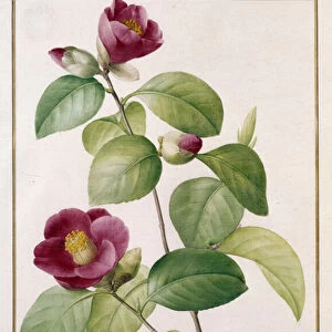 Camellia japonica Botanical Plate by Pierre Joseph Redoute (1759-1840) 19th century Paris