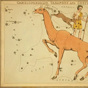 Camelopardalis, Tarandus and Custos Messium, Illustration from Urania'